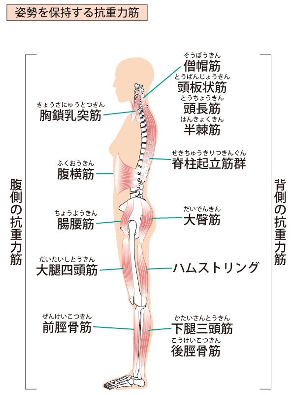 姿勢筋　抗重力筋