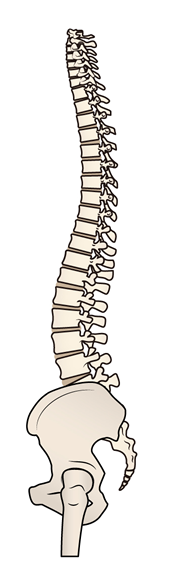 背骨と骨盤