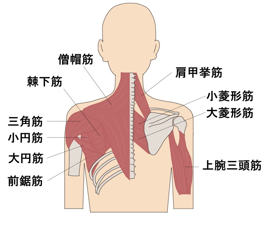 肩甲骨周囲筋