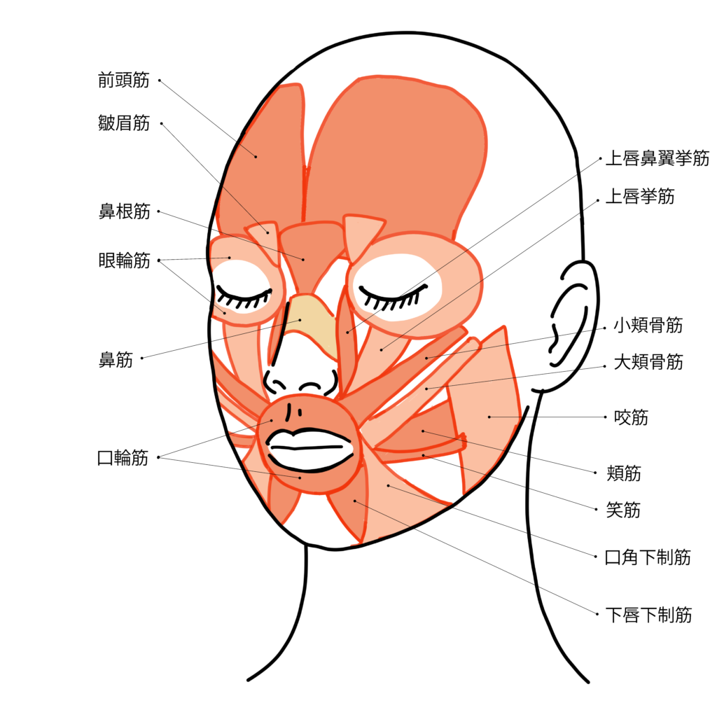 表情筋について　姿勢の教室　沖縄