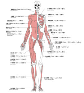 インナーマッスルとは　姿勢の教室　前