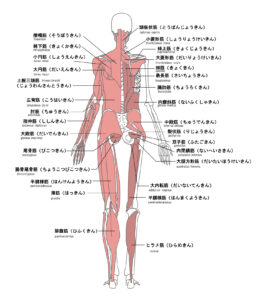 インナーマッスルとは　姿勢の教室　後ろ